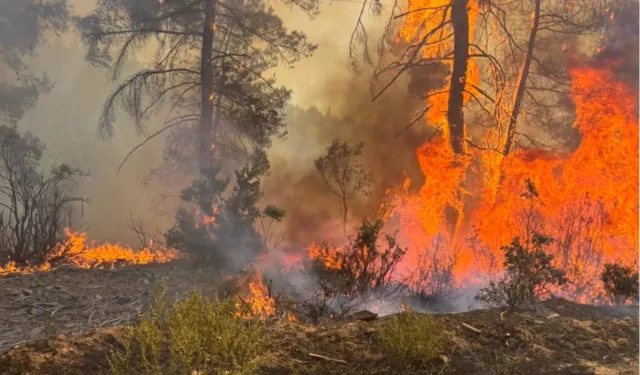 O ilde ormanlara giriş yasak!