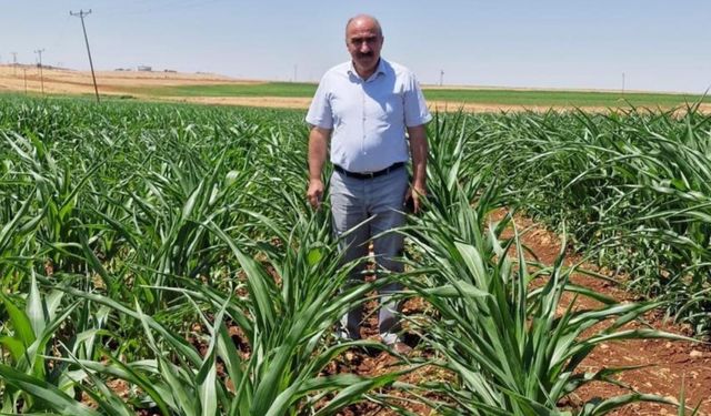 DEVA Parti’li Mehmet Anaç: ‘500 bin ton sıfır vergili mısır ithalatı tarımı iflasa sürükler’ 