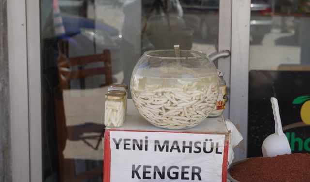 Doğal şifa kaynağı: Kenger sakızı yoğun ilgi görüyor  - Videolu Haber