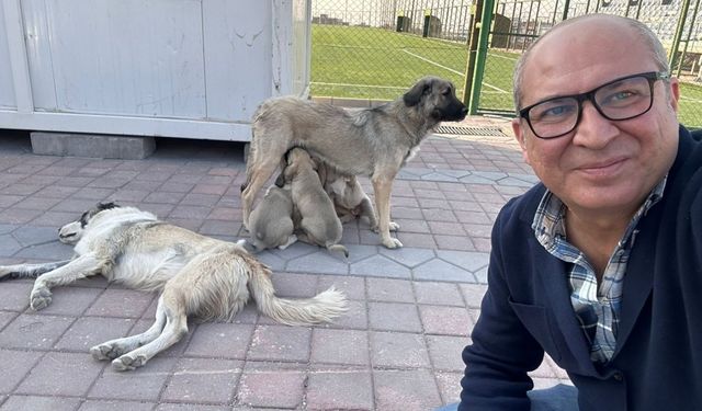 Adıyaman Nemrut Rotary Kulübü, 'sokaktaki canlara' umut oldu