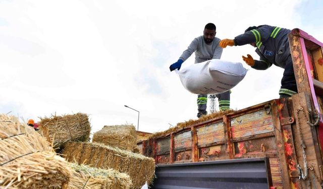 ABB'den manda yetiştiricilerine ücretsiz kaba yem ve arpa desteği