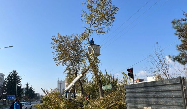 Adıyaman'da Ağaçlarda Yüksek Budama Çalışmaları Sürüyor