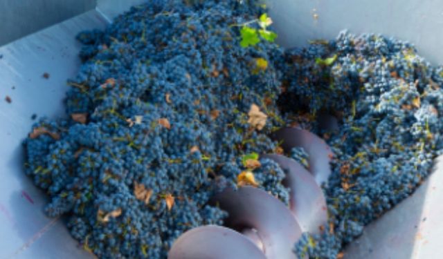 Adıyaman'da üzüm sıkma makinesi dağıtımı için başvurular başladı