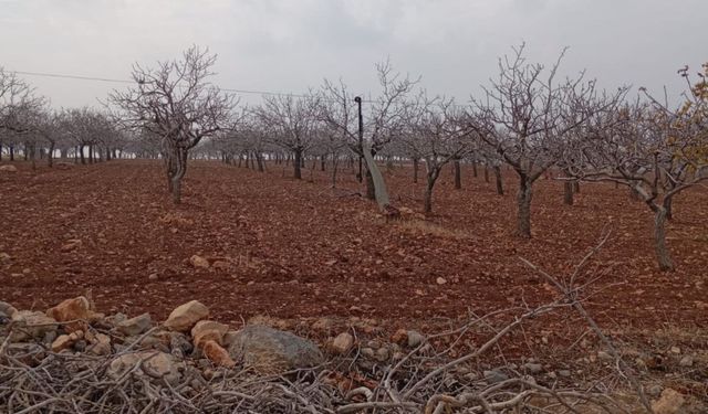 Şanlıurfa Örcünlü Mahallesi'nde elektrik kesintisi ve su sorunu