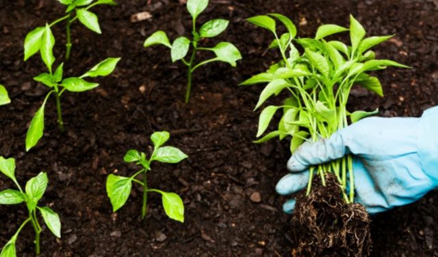 Tarım ve Orman Bakanlığı 1,1 Milyar TL'lik tarımsal destek ödemesini başlattı