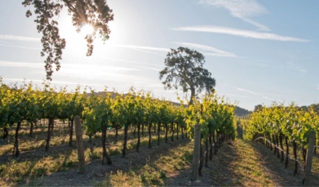 Adıyaman'da Modern Bağcılık Projesi için başvuru şartları açıklandı