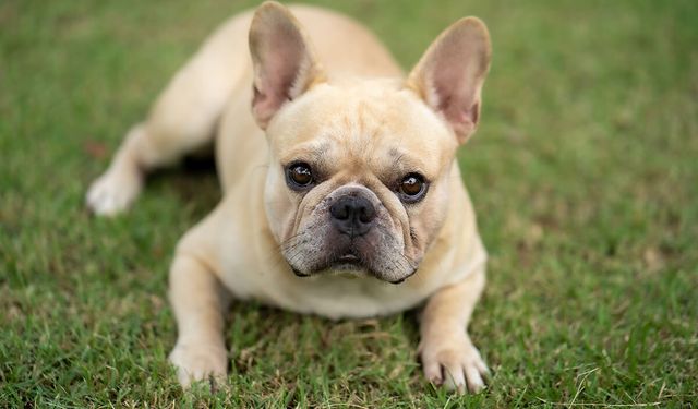 French Bulldog Fiyatları 2026
