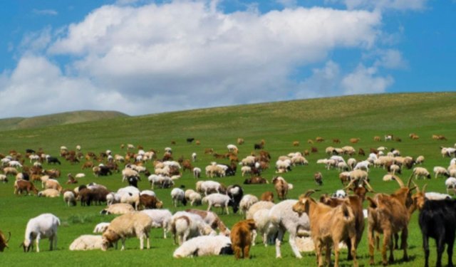 Adıyaman'da 'Kırsalda Bereket' projesi: 3 yılda 150 bin küçükbaş hayvan desteği verilecek - Videolu Haber