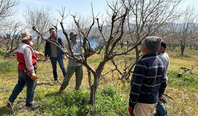 Geçtiğimiz yıl yaşanan zirai donun etkisi ağaçlarda sürüyor