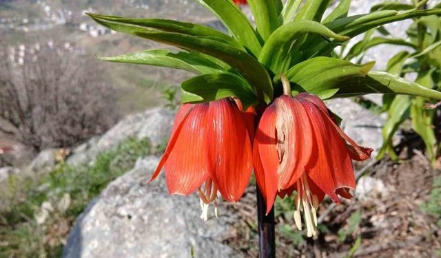 Sincik dağlarında açan ters laleler hayran bırakıyor
