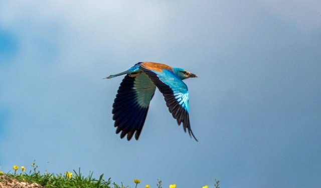 Doğanın En Renkli Misafirlerinden Biri Adıyaman'da Görüntülendi