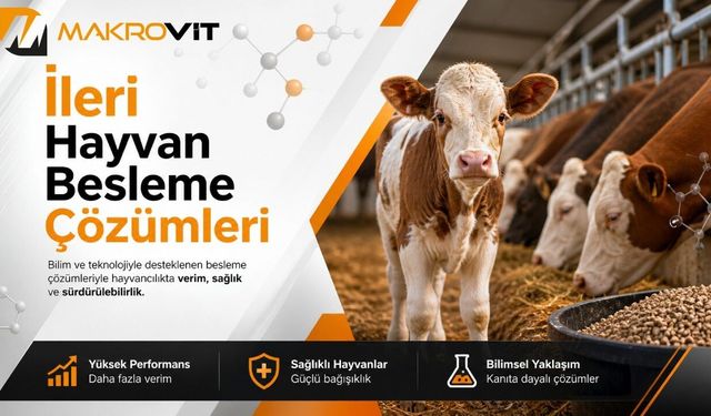 Rumen Korumalı Kolin Nedir ve Geçiş Dönemi Sürü Yönetiminde Hangi Görevi Üstlenir?