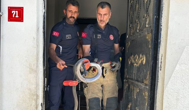 Adıyaman'da Evin Lavabosundan Yılan Çıktı