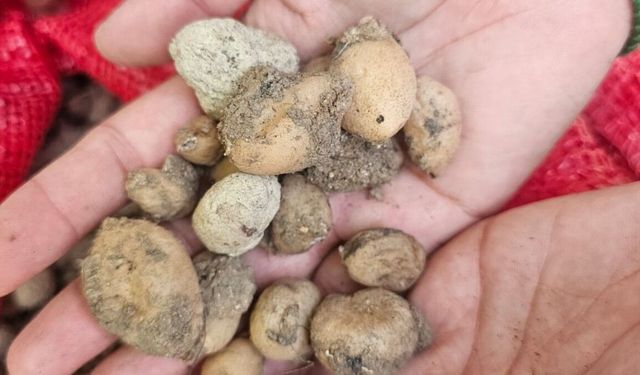 Adıyaman'da İzinli Parselde İlk Salep Hasadı Yapıldı