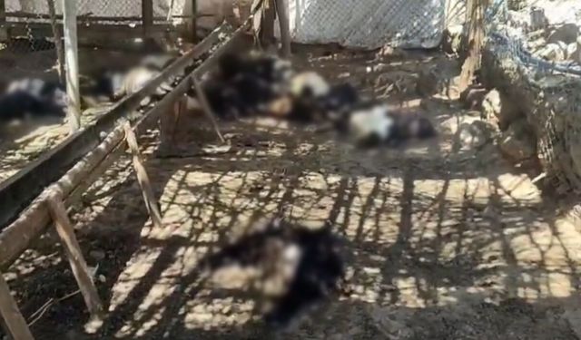 Başıboş Köpekler 26 Keçiyi Telef Etti