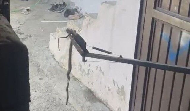 Besni'de Garaja Giren Yılan Yakalanıp Doğaya Salındı