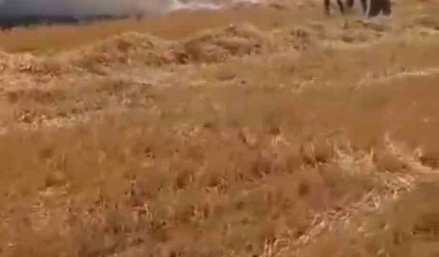Harran'da 400 Dönüm Tarım Arazisi Yangında Zarar Gördü