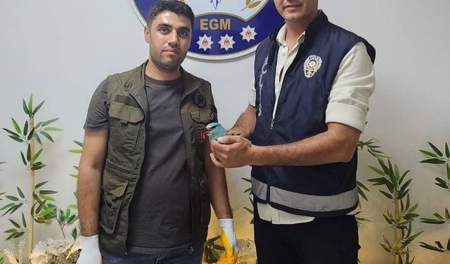 Adıyaman-Samsat'ta Yaralı Gökkuzgun Koruma Altına Alındı