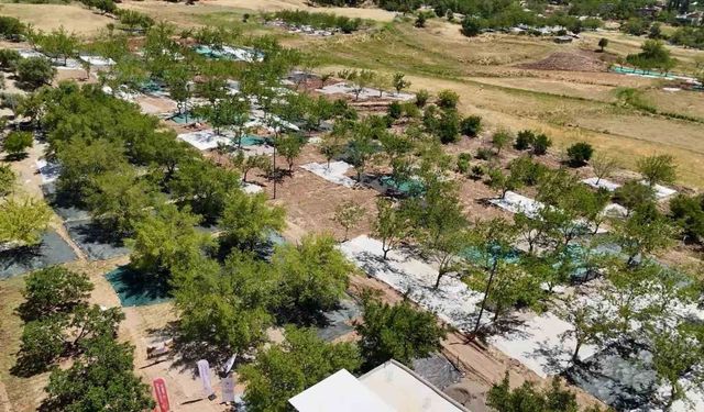 Tut'ta 3 Bin Tonun Üzerinde Dut Rekoltesi Bekleniyor