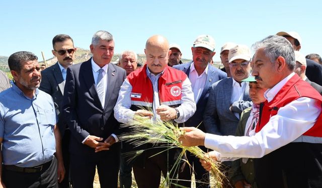 Gölbaşı Belören'de Firik Bulguru Hasat Heyecanı