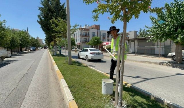 Kent Genelinde Ağaçlara Kireçleme Ve Budama