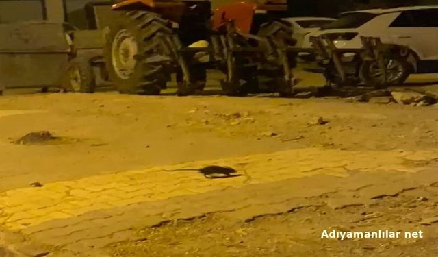 Adıyaman'da Lağım Fareleri Vatandaşları Tedirgin Ediyor