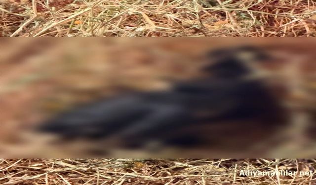 Adıyaman'daki Yangında Hayvanlar Telef Oldu