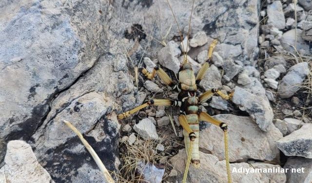 Adıyaman'da Dev Çekirge İlgi Odağı Oldu