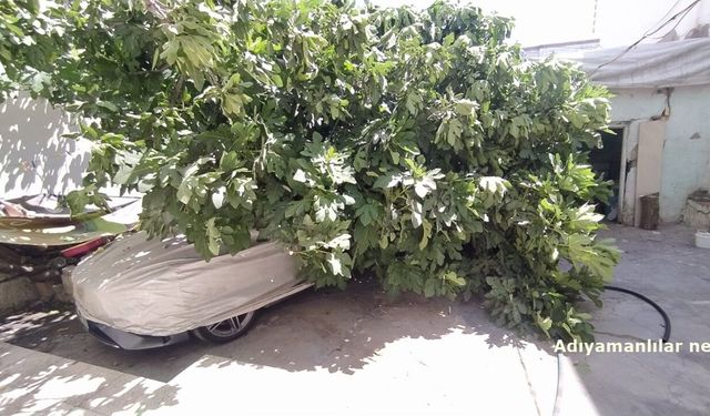 Adıyaman'da Devrilen Ağaç Aracın Üzerine Düştü
