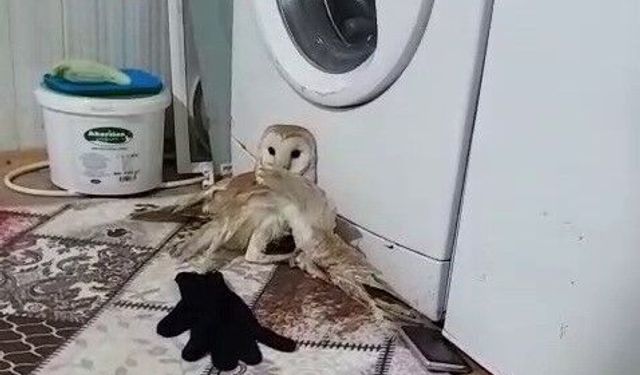 Adıyaman'da Yaralı Peçeli Baykuş Korumaya Alındı