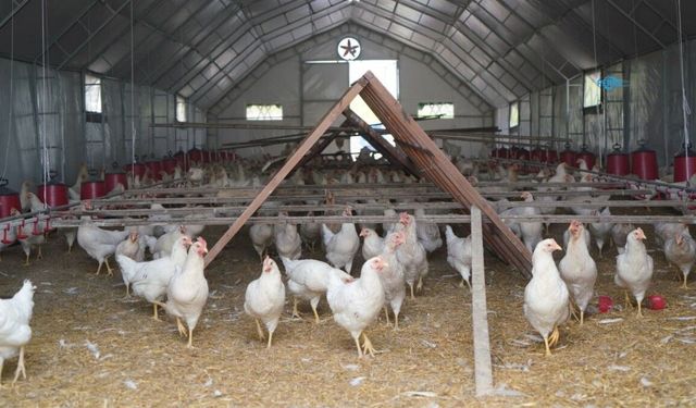 Belediyenin Yumurta Üretiminde Verim Yüzde 80'e Ulaştı