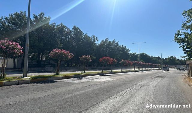 Adıyaman'da Cadde Ve Parklara 4 Bin Ağaç Dikilecek