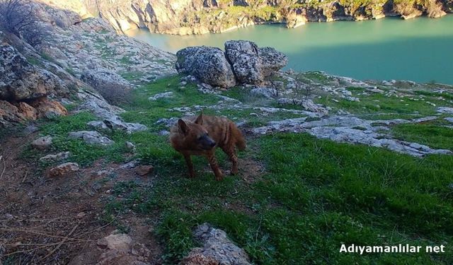 Adıyaman'da Çizgili Sırtlan İçin Sıkı Koruma