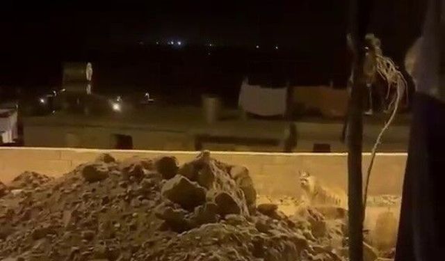 Adıyaman'da çizgili sırtlan evlerin bahçesinde görüntülendi