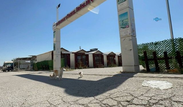 Tutdere: 'Hiçbir canı yalnız ve sahipsiz bırakmayacağız'
