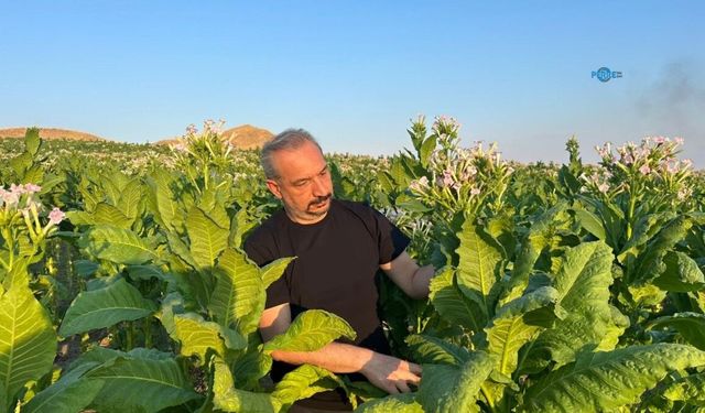 Adıyaman'da bademe makul bir fiyat, tütün üreticisine destek çağrısı