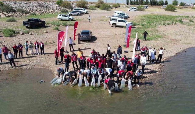 Çamgazi Baraj Göleti'ne 680 bin yavru sazan bırakıldı