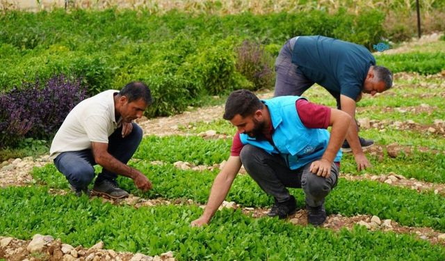 Sebze Üretim Merkezi'nde tere, roka, maydanoz ve ıspanak ekimine başlandı