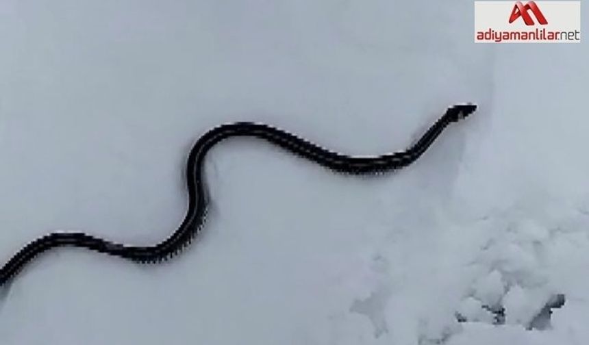 Kar üzerinde görüntülenen yılan bilim dünyasını şaşırttı