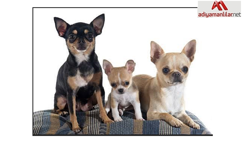 Bardak Köpeklerin En Sevimlisi Chihuahua Özellikleri