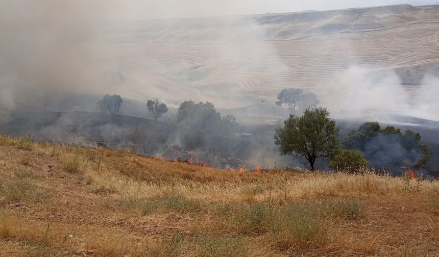 Adıyaman'da yüzlerce dönüm ekili tarım arazisi yandı  - Videolu Haber