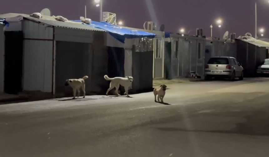 K6 Konteyner Kentte 'Sokak Köpeği' tehlikesi: 'Çocuklarımız okula gidemiyor'  - Videolu Haber