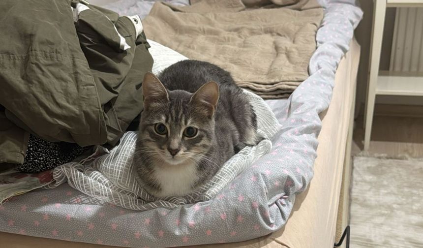 Adıyamanlı veteriner Ezgi Turhan, İstanbul’daki 6.2’lik depremde görevini sokağa taşıdı  - Videolu Haber