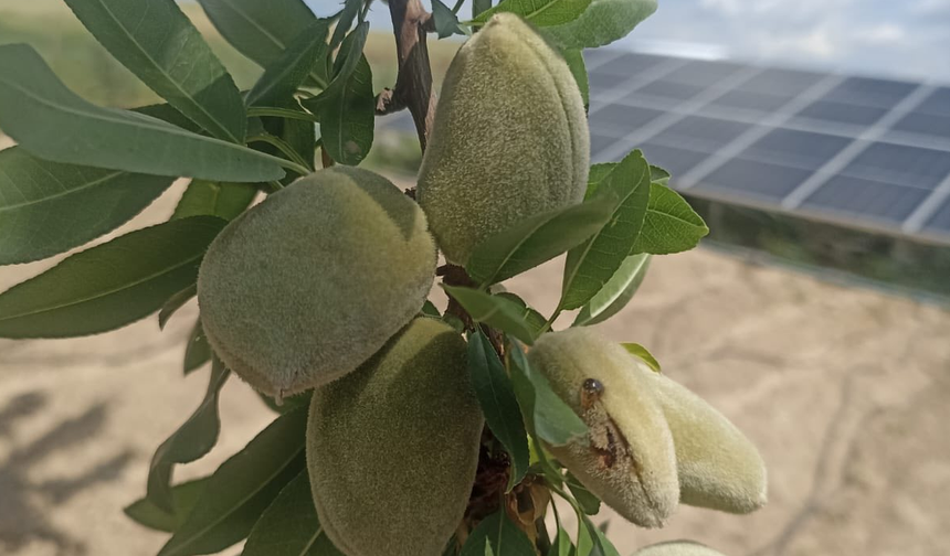 Dolu Yağışı Sonrası Kahta'da zarar tespiti başladı