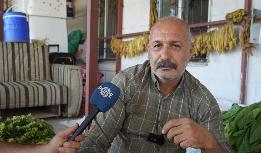 Adıyamanlı tütün üreticileri mağdur: ‘Hem alım gücümüz düştü hem de tütünümüze göz koyuyorlar’  - Videolu Haber