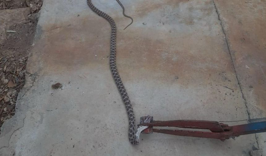 Besni’de, evin ambar bölümüne giren yılan doğaya salındı