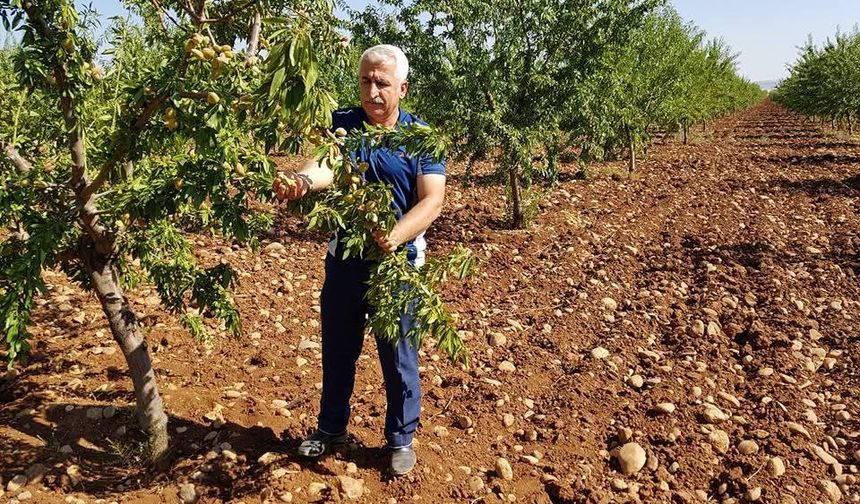 Mühendis Mehmet Çelebi: ‘Bademdeki verginin düşürülmesi, çiftçiyi hayal kırıklığına uğratmıştır’