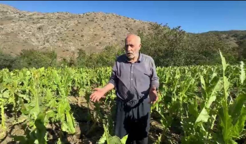 Uzunköy’de Tütün Üreticileri Rüzgâr Felaketiyle Zor Durumda  - Videolu Haber