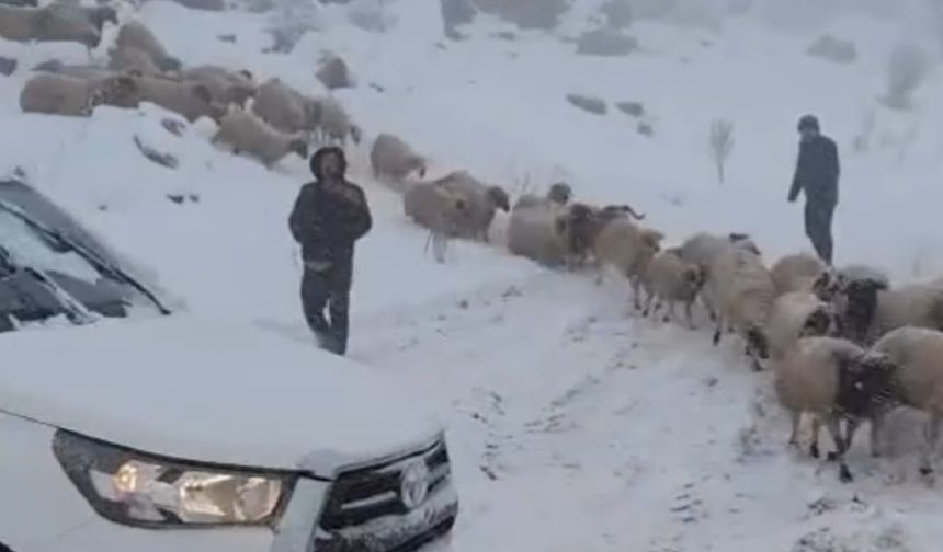 Adıyaman'da karda mahsur kalan 800 küçükbaş hayvan kurtarıldı - Videolu Haber