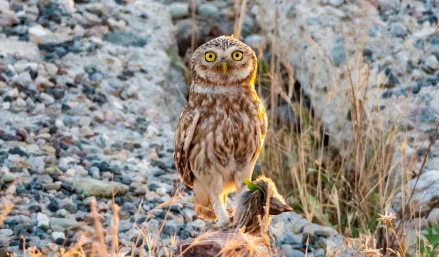 Sessiz Avcı Kukuma Baykuşu Adıyaman'da görüntülendi